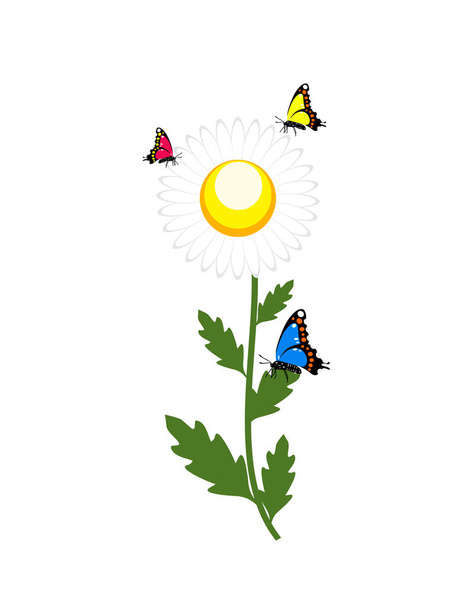 Ромашки квіти метелики ізольовані
 - Вектор, зображення