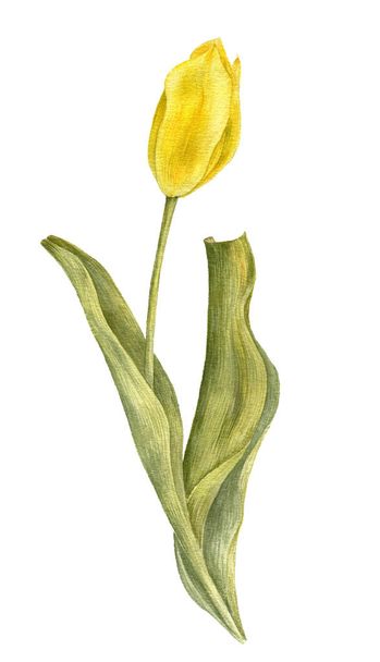 watercolor drawing yellow tulip - Fotoğraf, Görsel