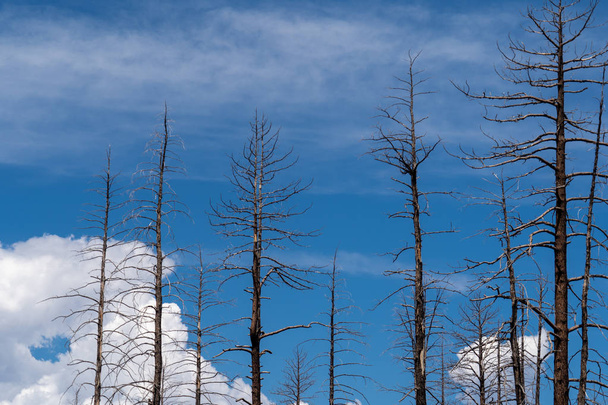 Burned, charred trees from a forest fire in Bryce Canyon national Park in Utah - Foto, immagini