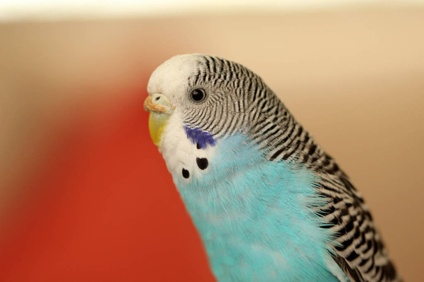 niebieski kolorowe Papugi faliste obrazu - Zdjęcie, obraz