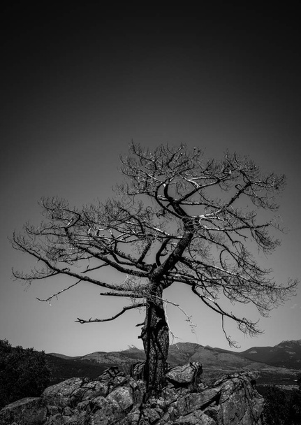 Old and lonely tree on rocks - Photo, Image