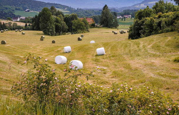 Champs agricoles en Norvège avec balles d'ensilage emballées
 - Photo, image