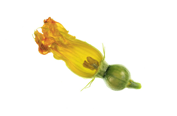 Δείτε ένα διαμελισμένο κολοκύθας θηλυκό λουλούδι, ή έχοντα ύπερο ή, με πέταλα, corolla, στίγμα, στυλ, ωοθήκη, σέπαλα, κάλυκα,  - Φωτογραφία, εικόνα