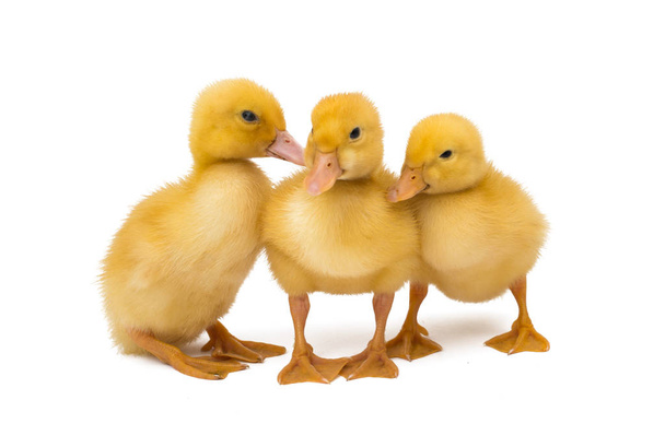 małe goslings izolowane na białym tle - Zdjęcie, obraz