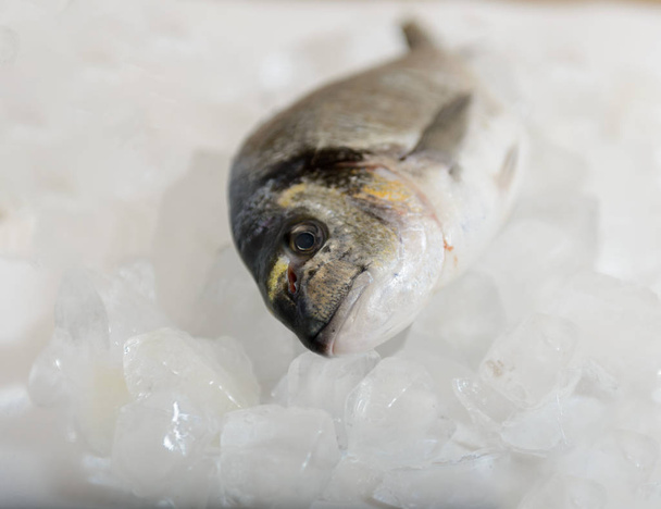 Fresh dorada fish on the ice - Foto, immagini