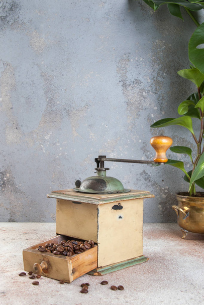 古いコーヒーミルとコンクリート背景にヴィンテージ真鍮製植木鉢の緑の植物。コピーのテキストのための領域. - 写真・画像