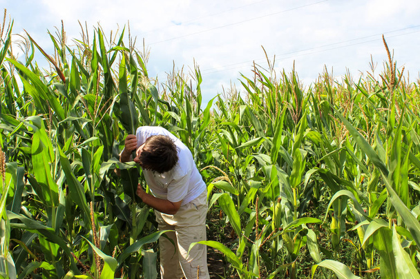 The man who bites the stem of green corn. A photo of a man in a cornfield. - Photo, Image