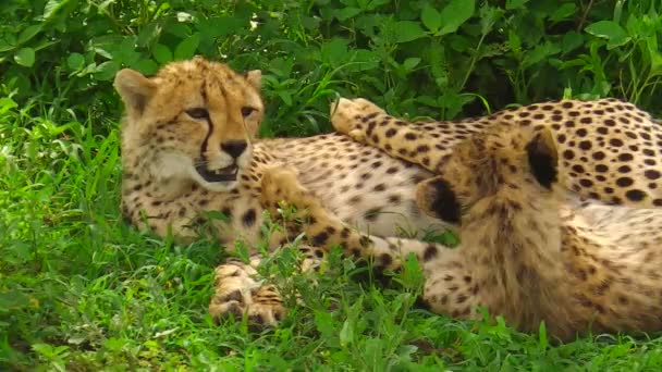 Gepardi čištění na trávě - Záběry, video