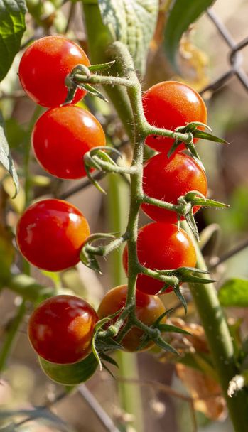 Kypsät ja kypsät rypäleet tomaatit vesiviljelylaitoksella lähikuva
 - Valokuva, kuva