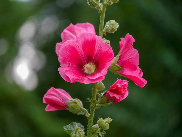 Malve red magenta flower in the garden - Photo, Image