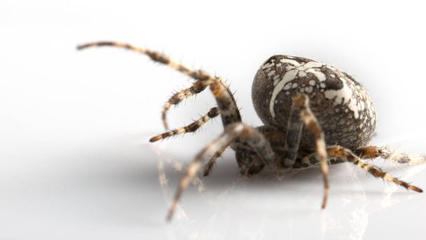 Siyah arka planda Araneidae bahçe örümcek - Fotoğraf, Görsel