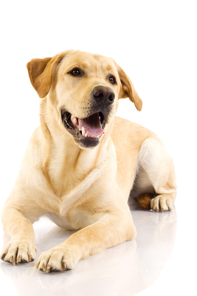 Cachorro Labrador retriever
 - Foto, Imagen