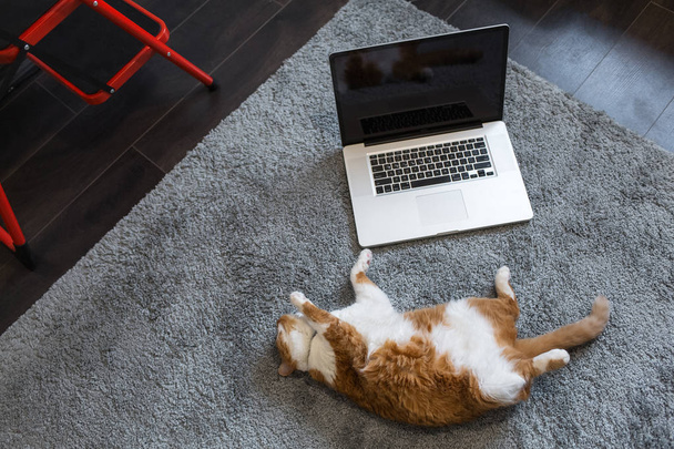 Orange white fllufy cat playing with modern laptop - Foto, afbeelding