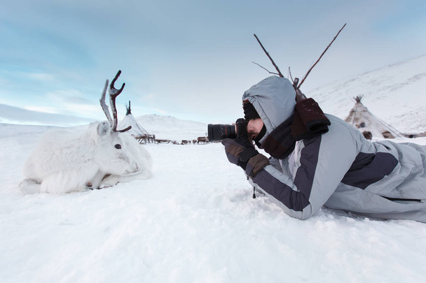 Ein junger Fotograf fotografiert einen weißen und niedlichen Hirsch, der auf dem Schnee liegt. Sehr kalt. Russland, Sibirien, Jamal - Foto, Bild