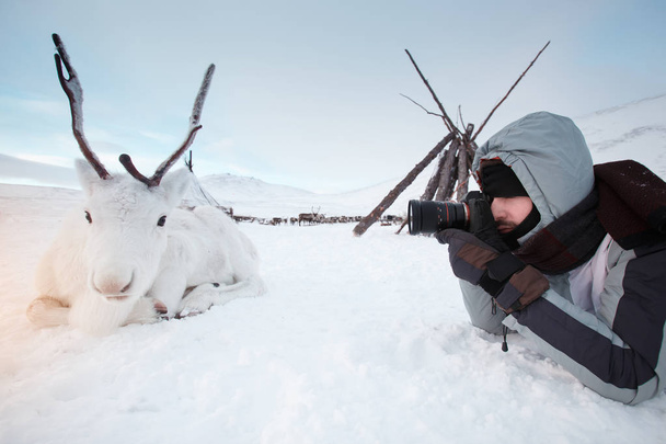 Genç fotoğrafçı kar üzerinde yalan beyaz ve sevimli geyik vuruyor. Çok soğuk. Rusya, Sibirya, Yamal - Fotoğraf, Görsel