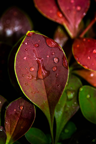 Water drops burgundy leaves of barberry close-up, selective focus, background. Red leaves with green edging. Drops of water on the leaves. - Valokuva, kuva