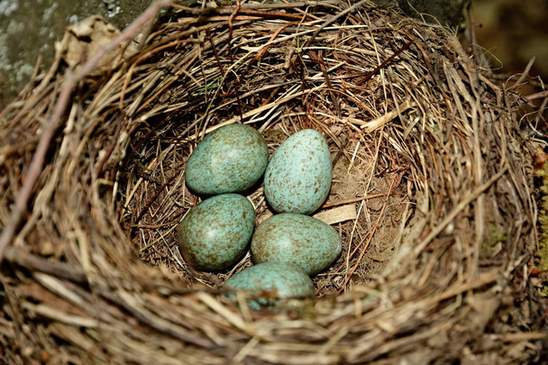 madárfészek tojásokkal az erdőben - Fotó, kép