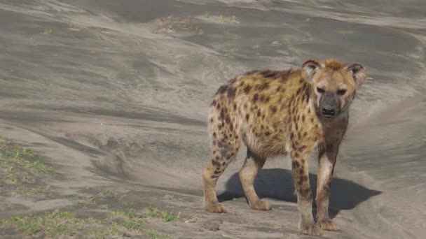Tanzanie strakaté hyeny - Záběry, video