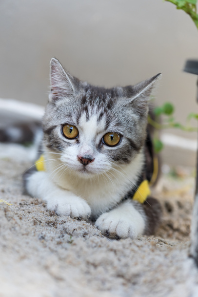 Lovely cute little cat with  beautiful yellow eyes on white sand in garden outdoor - Photo, Image