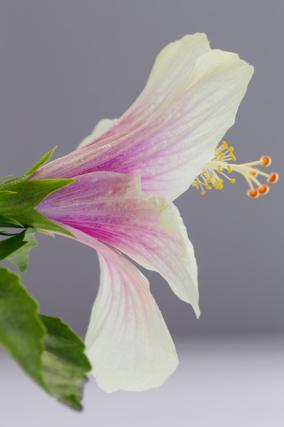 A close up macro shot of a beautiful pink and white hibiscus flo - Photo, Image