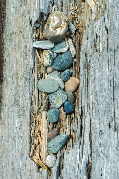 Guijarros de playa y troncos de madera, Columbia Británica, Canadá
. - Foto, imagen