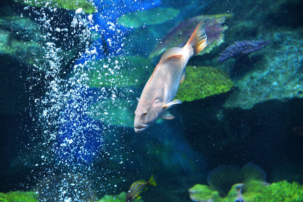 Kék pettyes sügér óceán hal / tengeri élet sügér hal úszás víz alatti akvárium tartály - Plectropomus maculatus hal cephalopholis argus - Fotó, kép