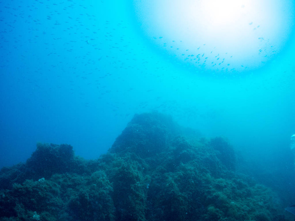 fondo marino azul en la costa brava con corales y macro. - Foto, Imagen