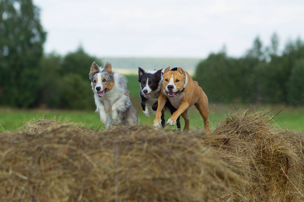 Dog in the manger. Summer. Stroll. Field. Hay. Dog. Nature. Border collie and the Staffordshire terrier are walking in the field. - Foto, imagen