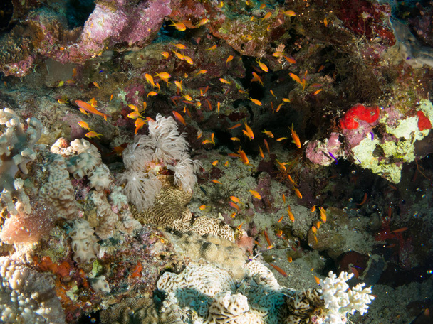 fondo marino azul en la costa brava con corales y makró - Fotó, kép