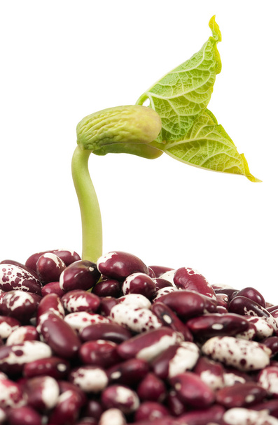 Haricot sprout - Фото, зображення