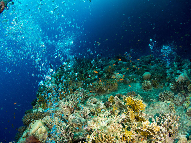 fondo marino azul en la costa brava con corales y macro. - Foto, imagen