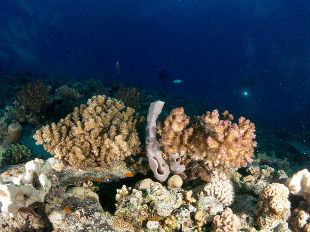 fondo marino azul en la costa brava con corales y makró - Fotó, kép