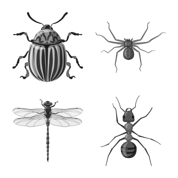 isoliertes Objekt mit Insekten- und Fliegenlogo. Sammlung von Insekten- und Elementaktivvektordarstellungen. - Vektor, Bild