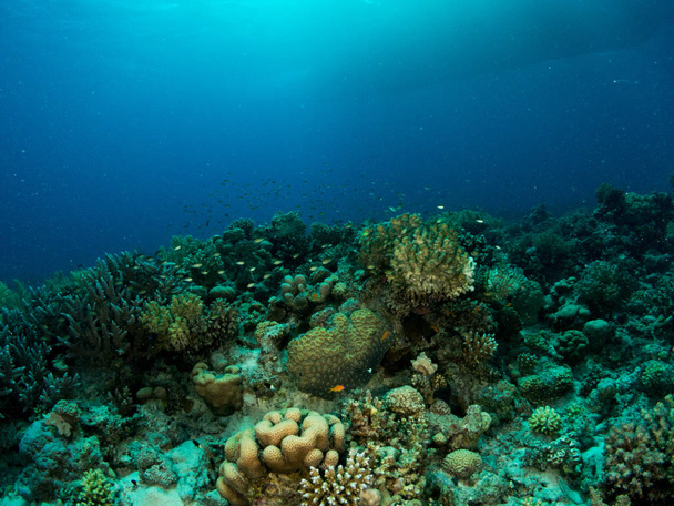 fondo marino azul en la costa brava con corales y macro - Φωτογραφία, εικόνα