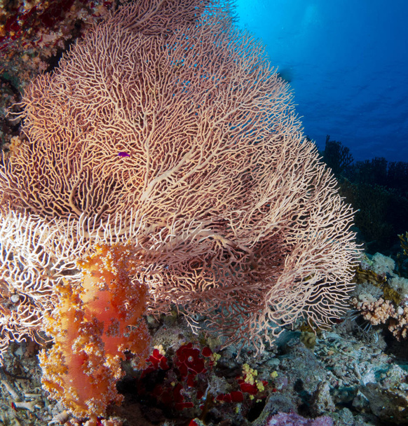 fondo marino azul en la costa brava con corales y macro. - Foto, Imagen