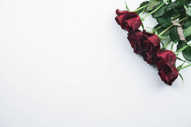 Κόκκινα τριαντάφυλλα σε λευκό φόντο. Χώρος για το κείμενό σας - Φωτογραφία, εικόνα