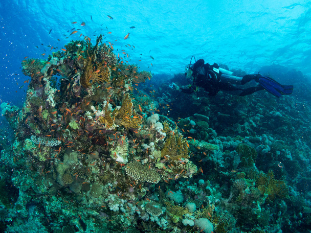 fondo marino azul en la costa brava con corales y macro - Foto, Imagem