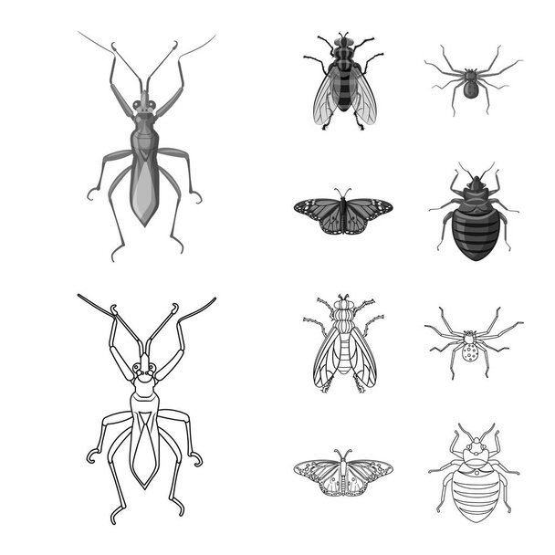 Vector illustration of insect and fly logo. Set of insect and element stock symbol for web. - Vektori, kuva