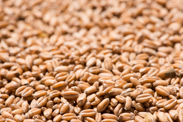 storage of wheat grains. heap of wheat grains. wheat harvest - Fotografie, Obrázek