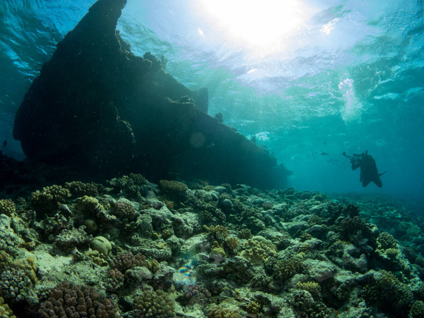 fondo marino azul en la costa brava con corales y macro - Foto, Bild