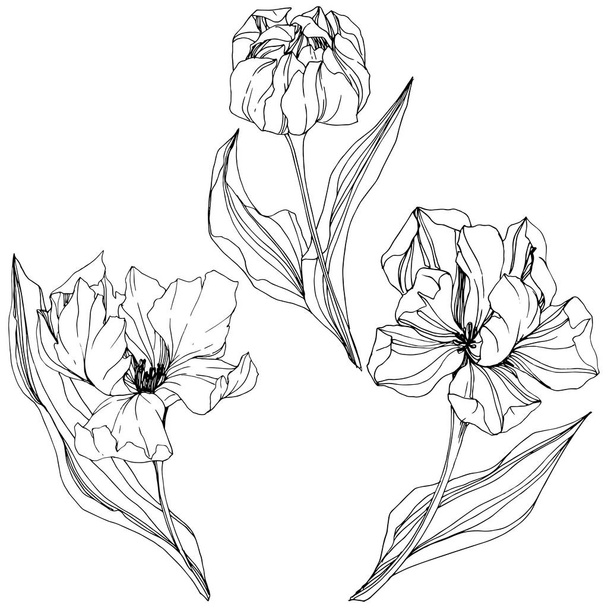 ベクトル チューリップ黒と白インク アートが刻まれました。花植物の花。分離されたチューリップの図要素. - ベクター画像