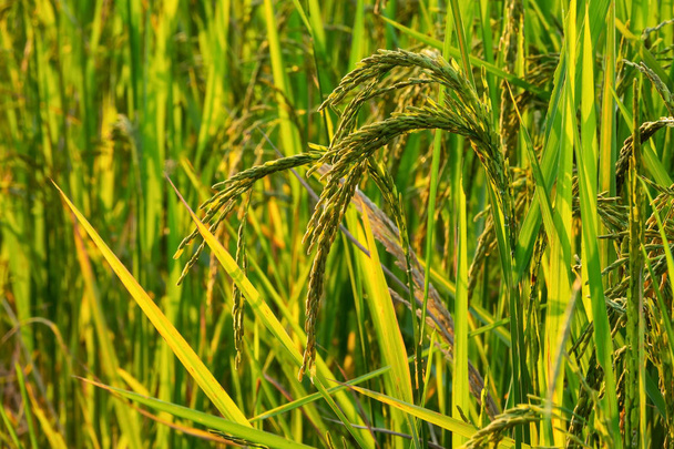 田んぼの稲は、農業作物のクローズ アップ - 写真・画像