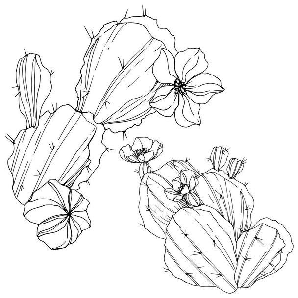 Vector Cacti flor botânica floral. Tinta gravada a preto e branco. Elemento de ilustração de cactos isolados
. - Vetor, Imagem