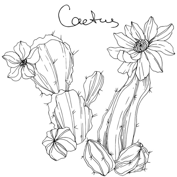Vektori Cacti kukka kasvitieteellinen kukka. Musta ja valkoinen kaiverrettu muste taidetta. Erillinen kaktusten havainnointielementti
. - Vektori, kuva