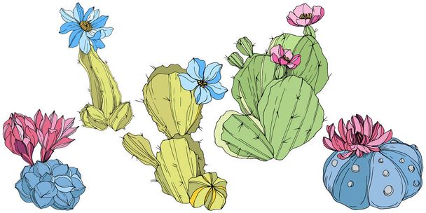 ベクトル サボテンの花の植物花。緑と青の刻まれたインク アート。孤立したサボテンの図要素. - ベクター画像