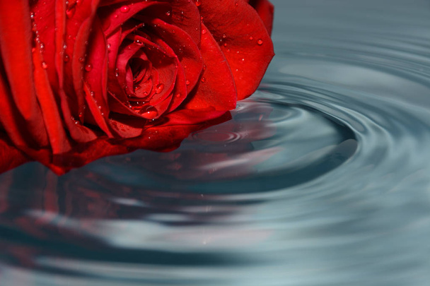 red rose in clean water - 写真・画像