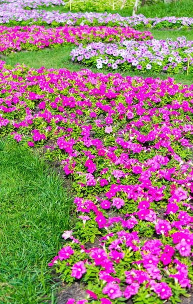 Fleurs vives et décoration végétale dans un jardin fleuri confortable en été
. - Photo, image