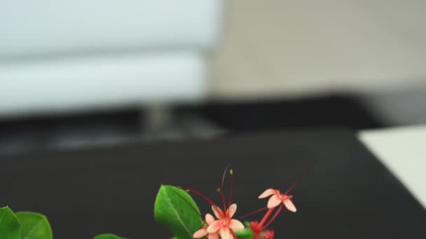Langzaam kantelen naar beneden beelden van een gouden trouwring met groen blad en rode bloem achtergrond - Video