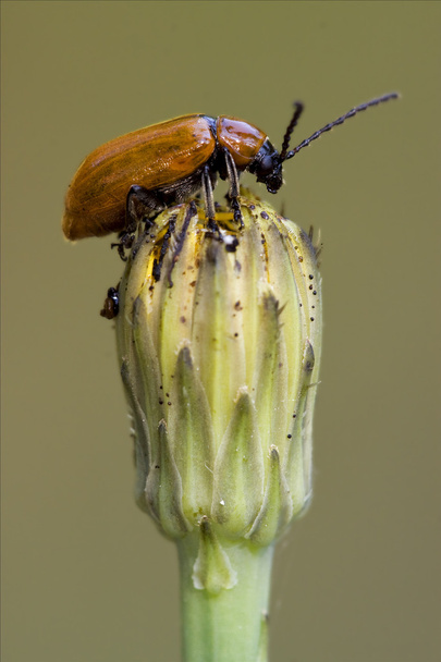 the side of wild coccinellidae cercopidae - Photo, Image