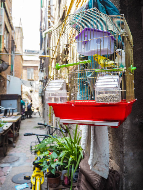 Pet bird hanging outside on the street in the old French concession in Tianjin, China - Photo, Image